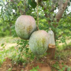 Organic Kasa Laddu Mango (min order 5kg or mixed varieties)
