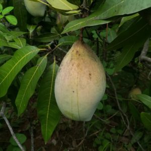 Organic Totapuri Mangoes