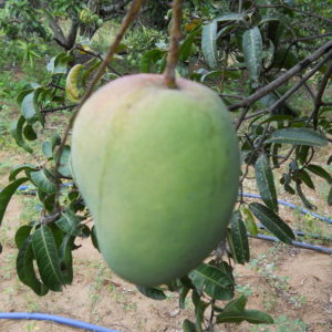 Organic Himayat Mango