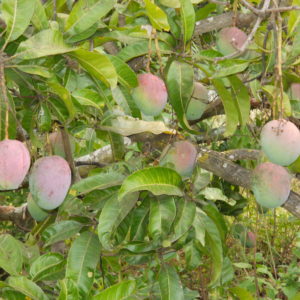 Organic Grape Mango (min order 5kg mixed variety or single variety)