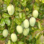 Organic Banganapalli May mid harvesting starts