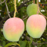 Organic Senthooram Mango-20 kg pack