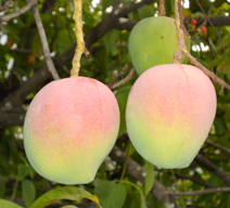 Organic Senthooram Mango (min order 5kg mixed variety or single variety)
