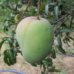 Organic Malgova Mango
