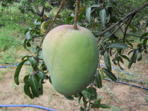 Organic Malgova Mango