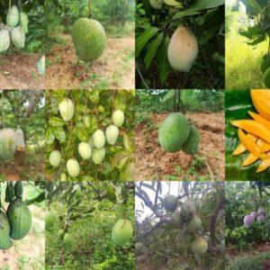 Organic Mangoes 20kg- Rs.1000 (TamilNadu/Bangalore) AKR/ Omnibus/Lorry delivery May mid harvesting starts