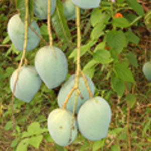 Organic Kalapadi Mango