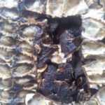 Organic Tamarind Without Air Tight packing 1 kg