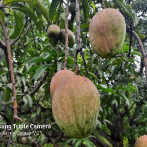 Organic Muttakose  Mango native variety (min order 5kg or mixed varities)May mid harvesting starts