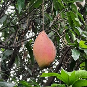 Organic Singivada mango native variety (min order 5kg or mixed varieties 5kg)May mid harvesting starts