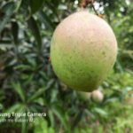 Organic Thadaka kai Native native variety (min order 5kg can be mixed varieties) May mid harvesting starts